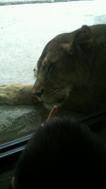 日本平動物園