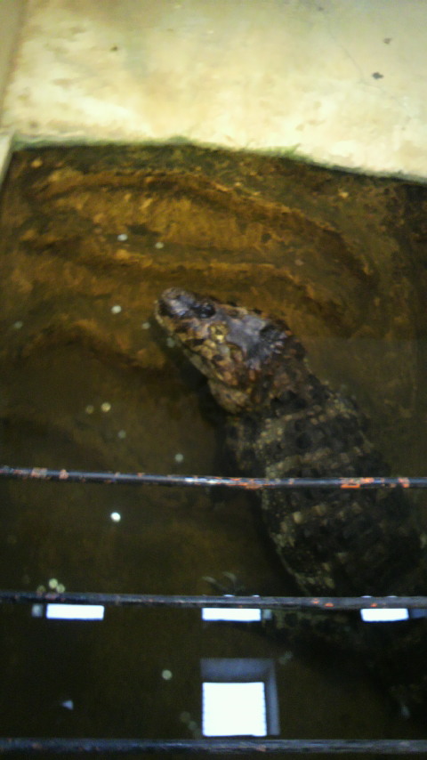 日本平動物園