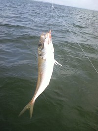 サビキ釣り☆