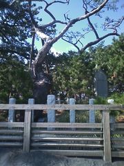 戸隠そば