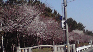 満州道路