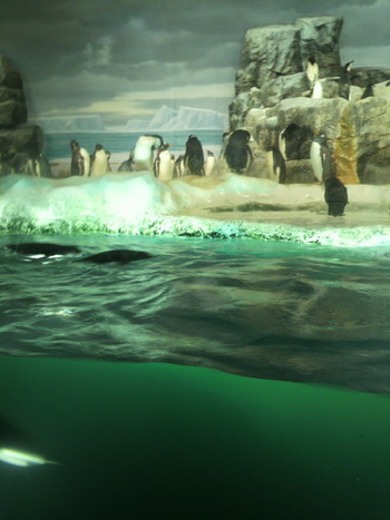 名古屋港水族館