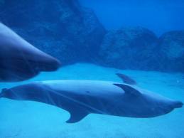 名古屋港水族館