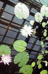 蓮の花