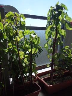 珍しい野菜