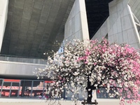 豊田市の 花「しだれ桃」いまが一番 見ごろ❣️ 2021/03/29 23:28:23