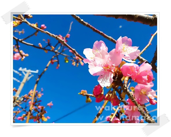 河津桜が咲いていた！