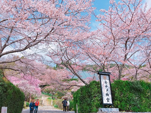 カナメ神宮がすごい 花桃 桜の競演はまもなく終了 L 静岡 浜松市 プロフィール写真撮影 出張カメラマン 一眼カメラ教室 わかるら