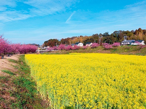 春のおでかけに！東大山河津桜まつり・その１