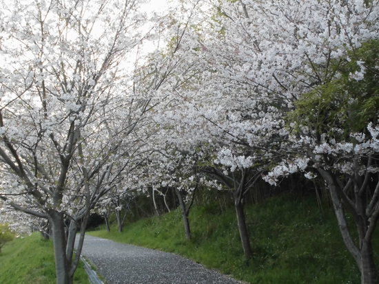 花川運動公園の桜散る遊歩道を花見ウォーキング！