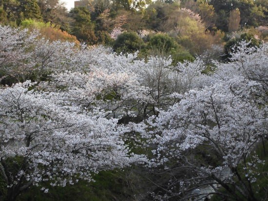花川運動公園の桜散る遊歩道を花見ウォーキング！