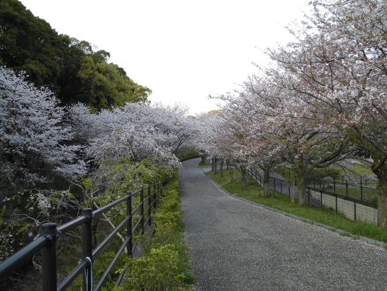 花川運動公園の桜散る遊歩道を花見ウォーキング！