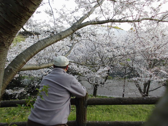 花川運動公園の桜散る遊歩道を花見ウォーキング！