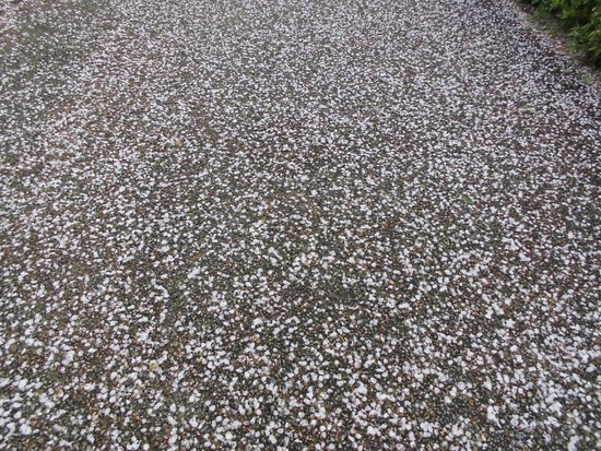 花川運動公園の桜散る遊歩道を花見ウォーキング！