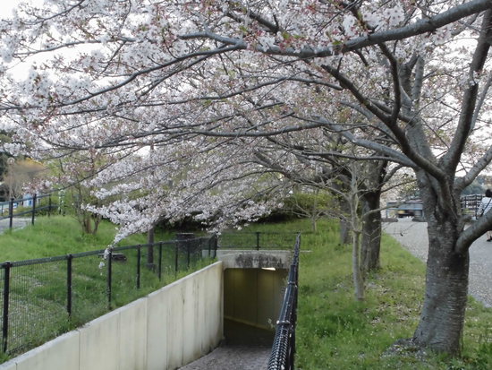 花川運動公園の桜散る遊歩道を花見ウォーキング！