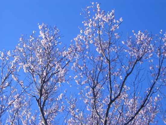 【桜情報】花川運動公園で早朝花見ウォーキング！桜はやっぱり青空の下が似合う