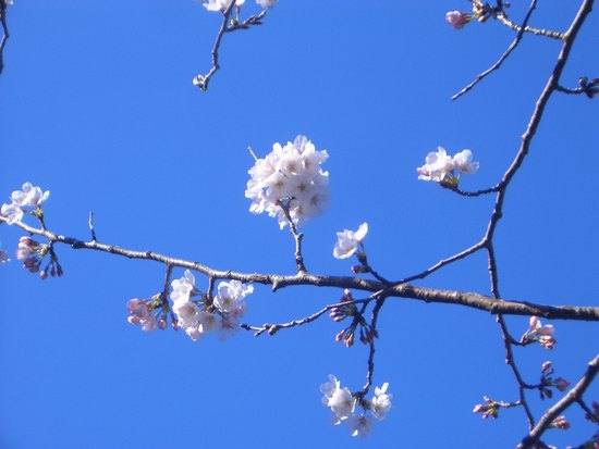【桜情報】花川運動公園で早朝花見ウォーキング！桜はやっぱり青空の下が似合う