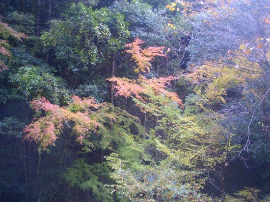 紅葉のかわせみ湖から杉沢の大滝、太田川源流の大日山まで大自然の中を歩く