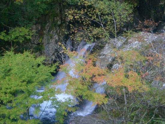 遠州「紅葉狩り」めぐり！小国神社の宮川沿い散策がオススメ！その時の景色が宝物