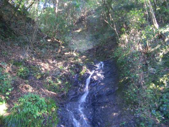 半夏生の里から菰張山へ②徳川家康ゆかりの山の長い長い林道ウォーキング