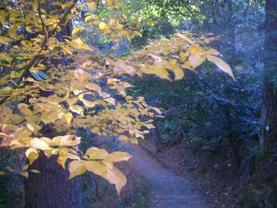 最後の紅葉と浜北森林公園で出逢う！空の散歩道から楓の森、野鳥の森など周回