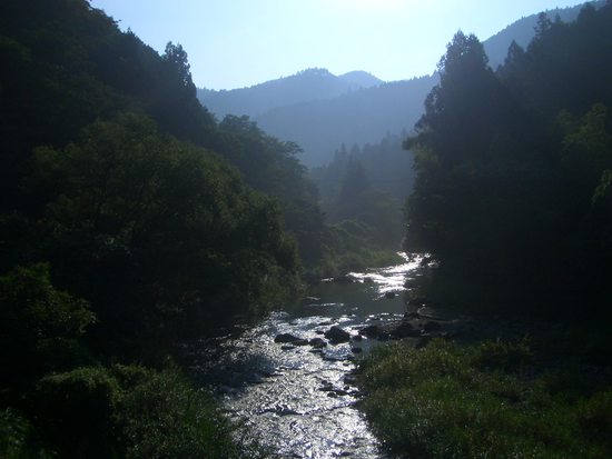 半夏生の里から菰張山へ②徳川家康ゆかりの山の長い長い林道ウォーキング