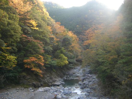 遠州「紅葉狩り」めぐり！小国神社の宮川沿い散策がオススメ！その時の景色が宝物