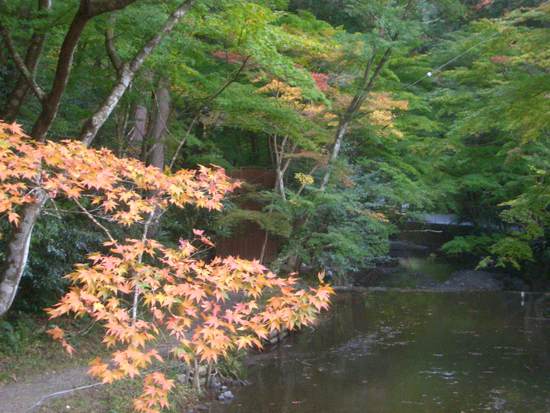 遠州「紅葉狩り」めぐり！小国神社の宮川沿い散策がオススメ！その時の景色が宝物