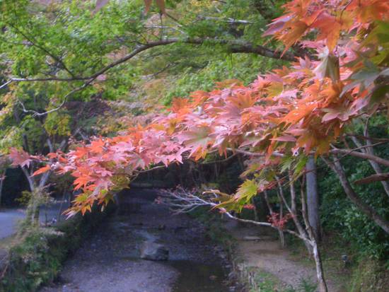 遠州「紅葉狩り」めぐり！小国神社の宮川沿い散策がオススメ！その時の景色が宝物