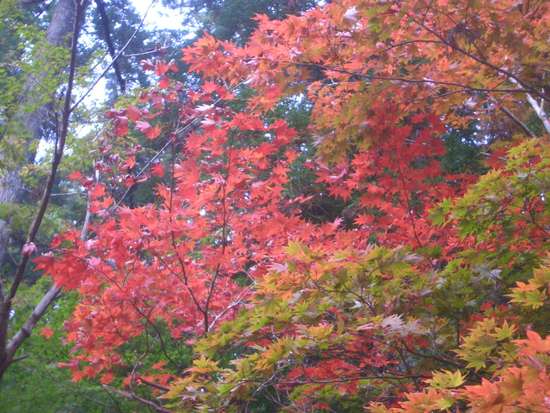 遠州「紅葉狩り」めぐり！小国神社の宮川沿い散策がオススメ！その時の景色が宝物
