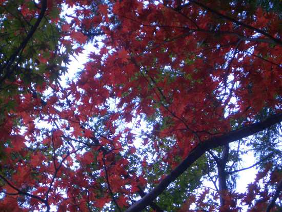 遠州「紅葉狩り」めぐり！小国神社の宮川沿い散策がオススメ！その時の景色が宝物
