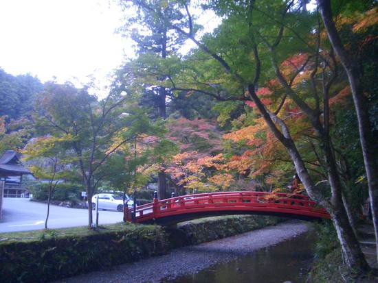 遠州「紅葉狩り」めぐり！小国神社の宮川沿い散策がオススメ！その時の景色が宝物