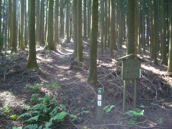 半夏生の里から菰張山へ②徳川家康ゆかりの山の長い長い林道ウォーキング