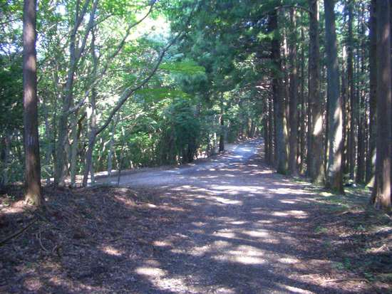半夏生の里から菰張山へ②徳川家康ゆかりの山の長い長い林道ウォーキング