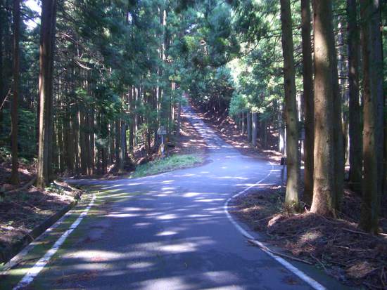 半夏生の里から菰張山へ②徳川家康ゆかりの山の長い長い林道ウォーキング