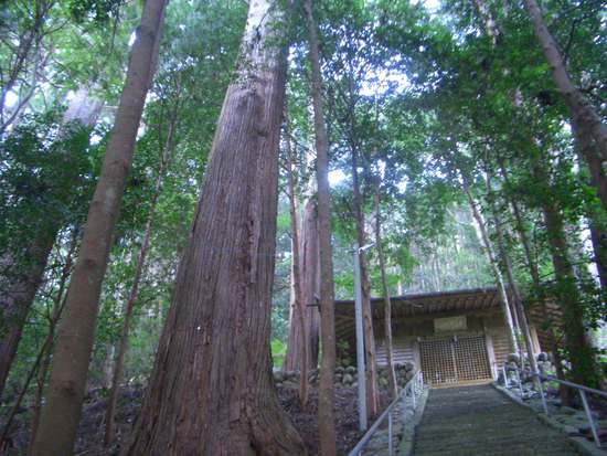 半夏生の里から菰張山へ②徳川家康ゆかりの山の長い長い林道ウォーキング
