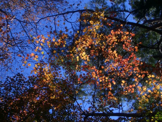 紅葉の愛知県民の森から宇連山へ！大自然感じる周回尾根を踏破