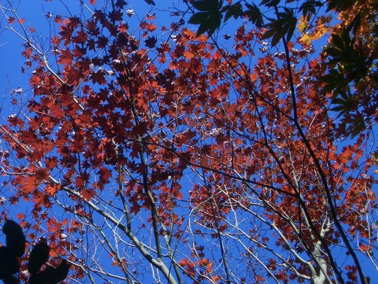 紅葉の愛知県民の森から宇連山へ！大自然感じる周回尾根を踏破