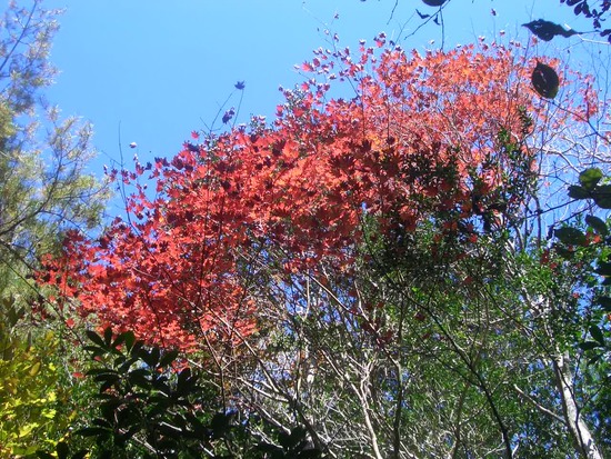 紅葉の愛知県民の森から宇連山へ！大自然感じる周回尾根を踏破