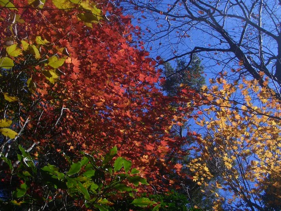 紅葉の愛知県民の森から宇連山へ！大自然感じる周回尾根を踏破