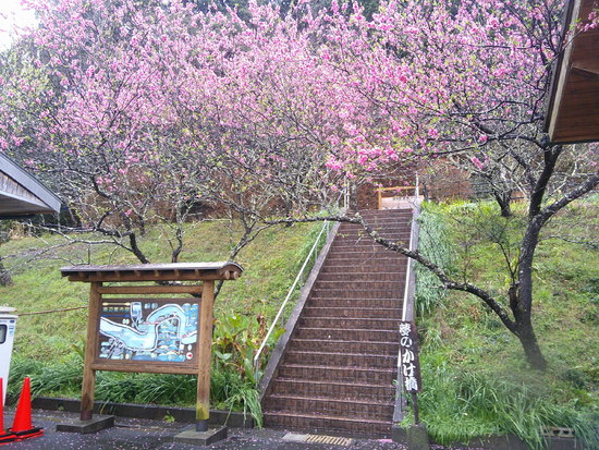 雨粒の花もキレイ！ブログのタイトルを「宝物の風景」に変更しました