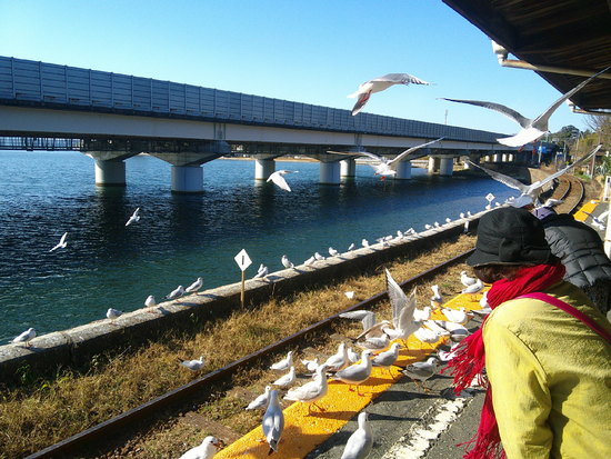 ユリカモメが可愛い！天竜浜名湖鉄道佐久米駅！冬の風物詩に癒しの時を過ごす