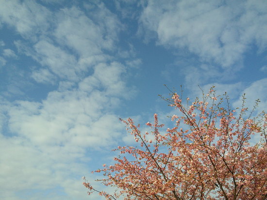 東大山の花川堤防の河津桜と菜の花畑！春を感じる風景と癒しのユンユン