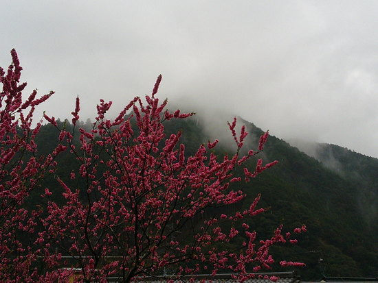 雨粒の花もキレイ！ブログのタイトルを「宝物の風景」に変更しました
