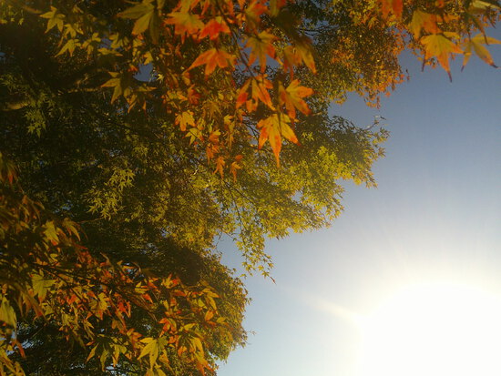 【はままつの空】10/31~11/6　一週間の空の欠片まとめ