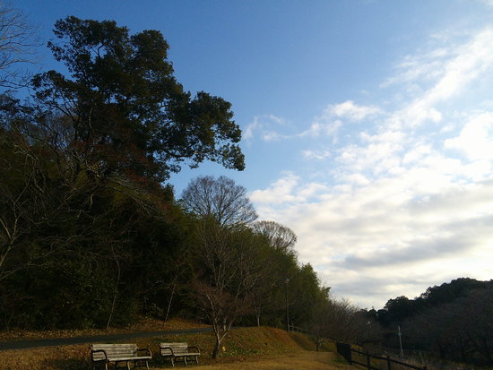 河津さくらの開花始まる！花川運動公園で花見散歩・いつもと違う空