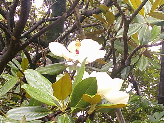 六月の白い花木と花言葉 朝の散歩で見つけた宝物の風景 宝物の風景 はままつの空とボッチ山歩