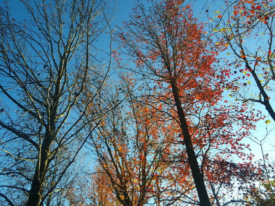 【はままつの空2020】11/30～12/6　一週間の空の欠片まとめ＋紅葉
