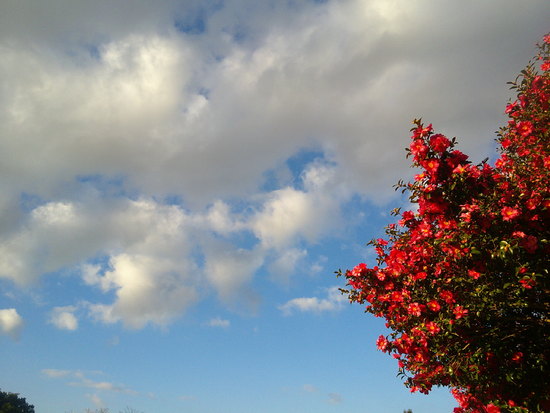 【はままつの空2020】11/30～12/6　一週間の空の欠片まとめ＋紅葉