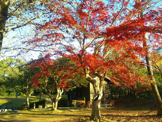 【はままつの空2020】11/30～12/6　一週間の空の欠片まとめ＋紅葉